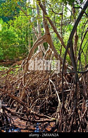 Mangroves in Ding Darling National Wildlife Refuge/ mangrove in Ding