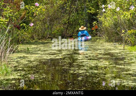 Kayaker paddling toward a tree canopy passage to the North Guana Outpost along the Guana River in Ponte Vedra Beach, Florida. (USA) Stock Photo