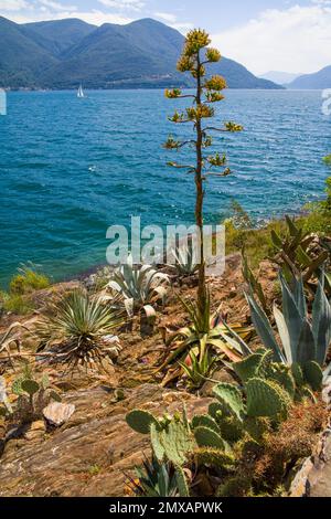 Subtropical Botanical Garden on the Brissago Islands in Lake Maggiore, Ticino, Switzerland, Brissago Islands, Ticino, Switzerland Stock Photo