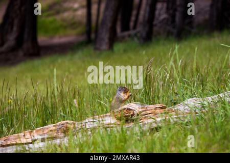 Columbian ground squirrel eats berries. A rodent grazes in the grass of the Rocky Mountains. Wildlife Banff, Alberta. Canada Stock Photo