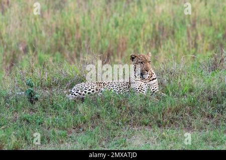 Leopard Male lies in the Grass near the Sand River Stock Photo