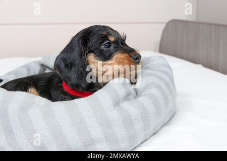 small wire-haired dachshund puppy is lying on the bed. Portrait of dog. Cute pets Stock Photo