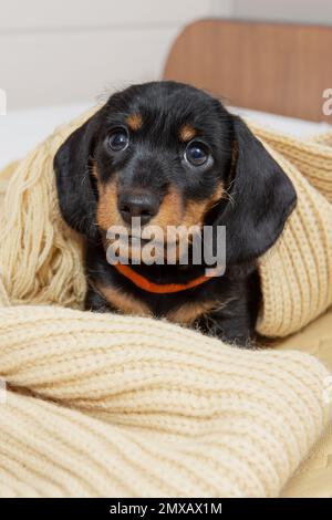 very young puppy of a wire-haired dachshund sleeps on bed under blanket. Cute pets Stock Photo