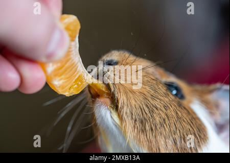 Guinea pig using front incisors to eat a tasty treat of an orange in held by hand.  Stock Photo