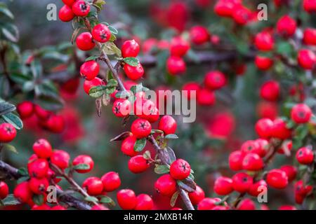 Cotoneaster horizontalis berries, Red berries, Close up, On, Branch Stock Photo