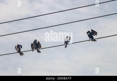 A group of cormorants sit in a row on a power line drying their feathers, Thailand Stock Photo