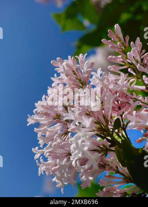 Low angle view of Pastel pink persian lilac, syringa persica bouquet flowers, bright blue sky background, villosa lilac, natural blooming Stock Photo