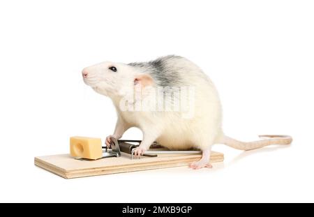 Premium Photo  Wood mouse, apodemus sylvaticus, sniffing on the cheese bait  on a mouse trap