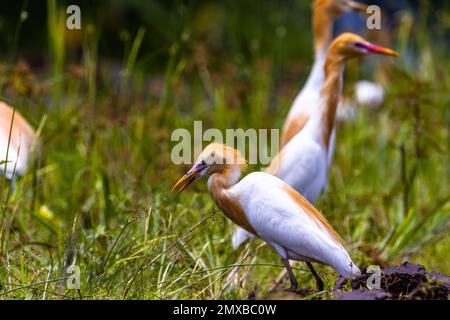 White egret birds (egretta garzetta) are standing in a watery paddy field looking for food, is a species of small heron in the family Ardeidae, an aqu Stock Photo