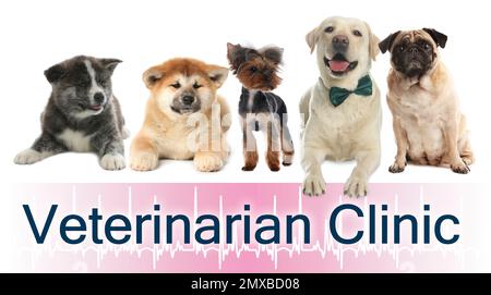 Collage with different dogs and text Veterinarian Clinic on white background Stock Photo