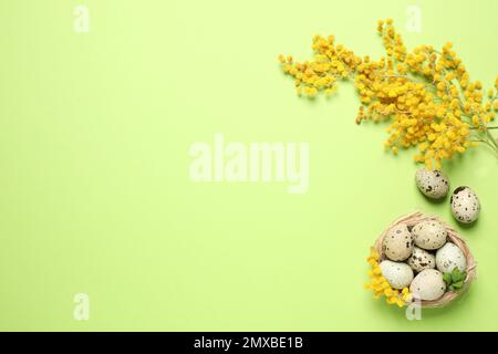 Easter flat lay composition with mimosa flowers and quail eggs on green background. Space for text Stock Photo