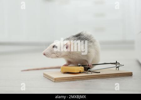 Rat and mousetrap with cheese indoors. Pest control Stock Photo