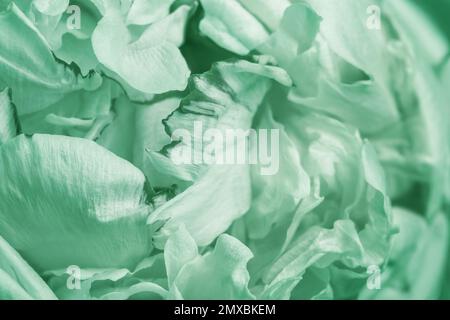 Closeup view of beautiful blooming peonies as background. Image toned in mint color Stock Photo