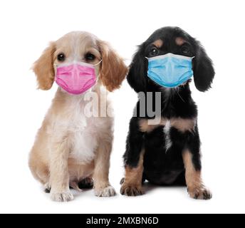 Cute English Cocker Spaniel puppies in medical masks on white background. Virus protection for animals Stock Photo