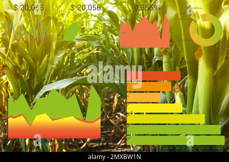 Modern agriculture. Ripe corn cobs in field and charts Stock Photo