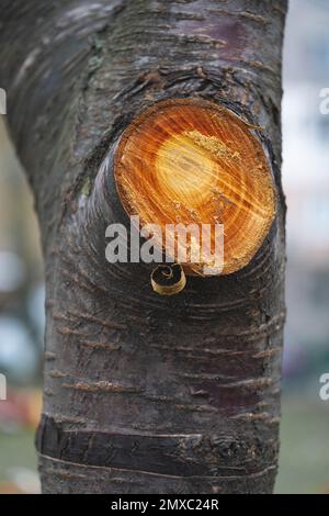 cut off dry branches on trees, a fresh mark on the trunk Stock Photo