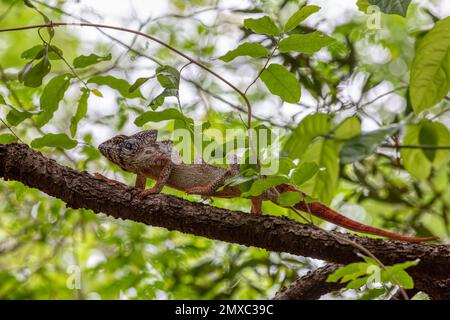 Furcifer nicosiai is a large endemic species of chameleon, a lizard in the family Chamaeleonidae, Tsingy de Bemaraha, Madagascar wildlife animal. Stock Photo