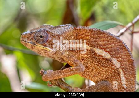 Angel's chameleon (Furcifer angeli), initially described as Chamaeleo angeli, endemic species of chameleon, Reserve Peyrieras Madagascar Exotic, Madag Stock Photo