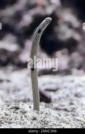 Close-up view of a Spotted Garden Eel (Heteroconger hassi) Stock Photo