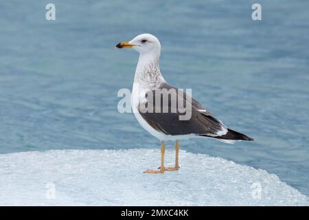 Lesser black-backed Gull (Larus fuscus graellsii) Stock Photo