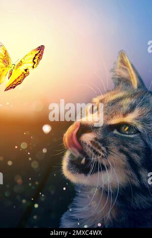 The cat looks at the butterfly. Fairy photo. Stock Photo