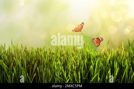 Painted lady butterflies flying above green grass. Banner design Stock