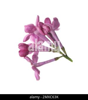 Beautiful purple lilac blossom isolated on white Stock Photo