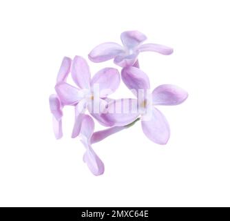 Beautiful violet lilac blossom isolated on white Stock Photo