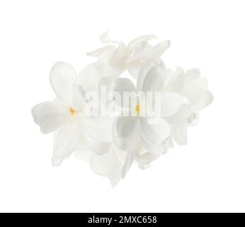 Beautiful fresh lilac blossom isolated on white Stock Photo