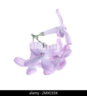 Beautiful violet lilac blossom isolated on white Stock Photo