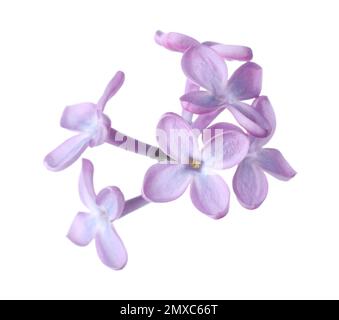 Beautiful violet lilac blossom isolated on white Stock Photo