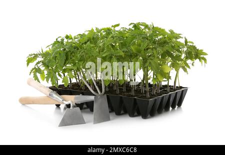 Gardening tools and green tomato plants in seedling tray isolated on white Stock Photo