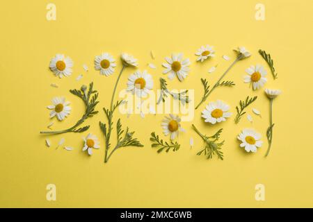 Flat lay composition with fresh chamomiles on yellow background Stock Photo