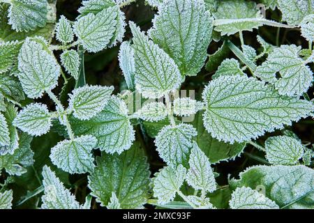 Stinging nettle leaves in hoarfrost after frost on an early autumn morning. Stock Photo