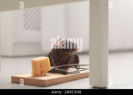 Rat and mousetrap with cheese indoors. Pest control Stock Photo