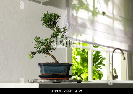 Japanese bonsai plant on countertop in kitchen, space for text. Creating  zen atmosphere at home Stock Photo - Alamy
