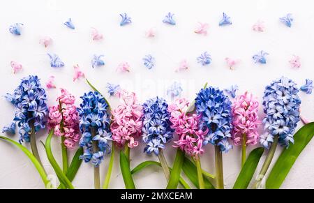 Flowers composition with lilac and pink hyacinths. Spring flowers on white background. Easter concept. Flat lay, top view. Stock Photo