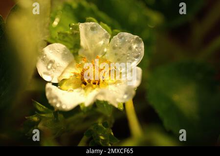 Closeup view of strawberry blossom with water drops on blurred background Stock Photo