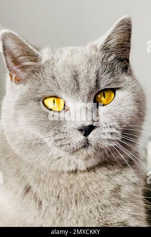 grey british short hair cat portrait Stock Photo