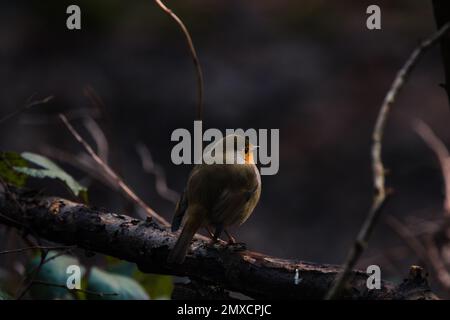 A shallow focus shot of a european robin perched on a tree Stock Photo