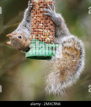Grey Squirrel Sciurus carolinensis raiding a bird feeder charged with peanuts in an English garden Stock Photo