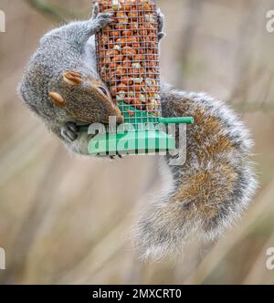 Grey Squirrel Sciurus carolinensis raiding a bird feeder charged with peanuts in an English garden Stock Photo