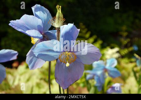 Sky Blue Meconopsis Betonicifolia 'Himalayan Blue Poppy' Flowers grown at RHS Garden Harlow Carr, Harrogate, Yorkshire, England, UK. Stock Photo
