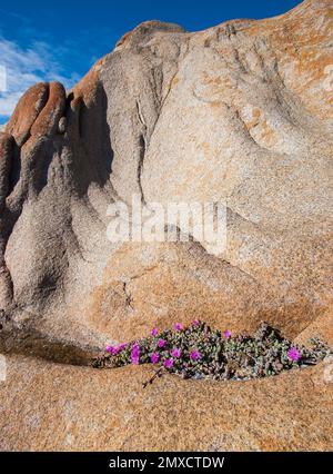 Pink flowered succulent plant growing in a moist niche in lichen covered granite rocks on the Atlantic coast of South Africa Stock Photo