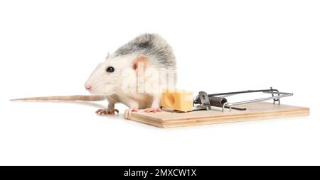 https://l450v.alamy.com/450v/2mxcw1x/rat-and-mousetrap-with-cheese-on-white-background-pest-control-2mxcw1x.jpg