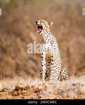 Cheetah Acinonyx jubatus at Tsavo East National Park Kenya yawning widely Stock Photo