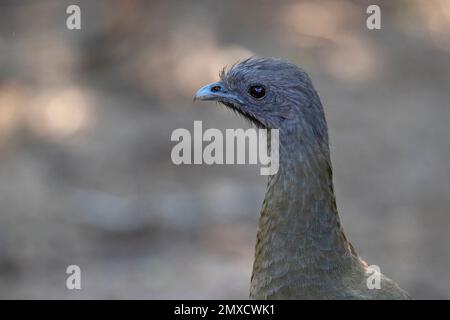 A closeup of a plain chachalaca (Ortalis vetula) in Texas. Stock Photo