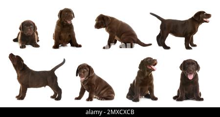 Set of Chocolate Labrador Retriever puppies on white background. Banner ...