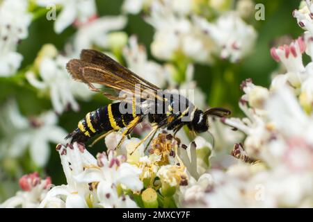 Paranthrene tabaniformis on elder flower close-up. In the natural environment, near the forest in summer. Stock Photo