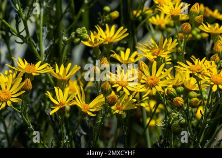 yellow flowering plants of Ragwort, Jacobaea vulgaris early morning on sunny day with blue sky in summer season close up. Stock Photo